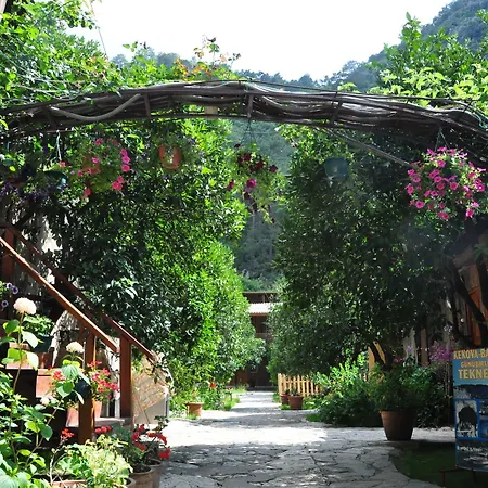 Turkmen Tree Olympos