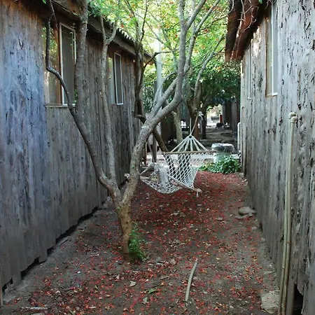 Turkmen Tree אולימפוס